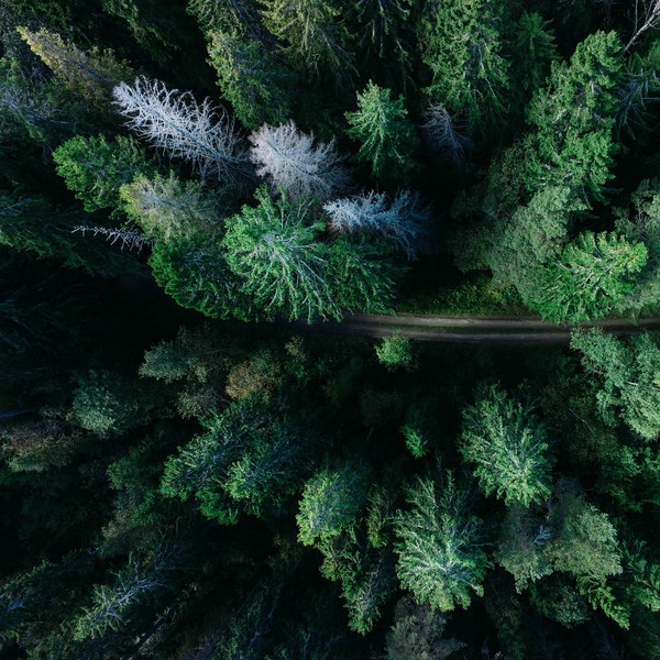 Some bloody nice trees