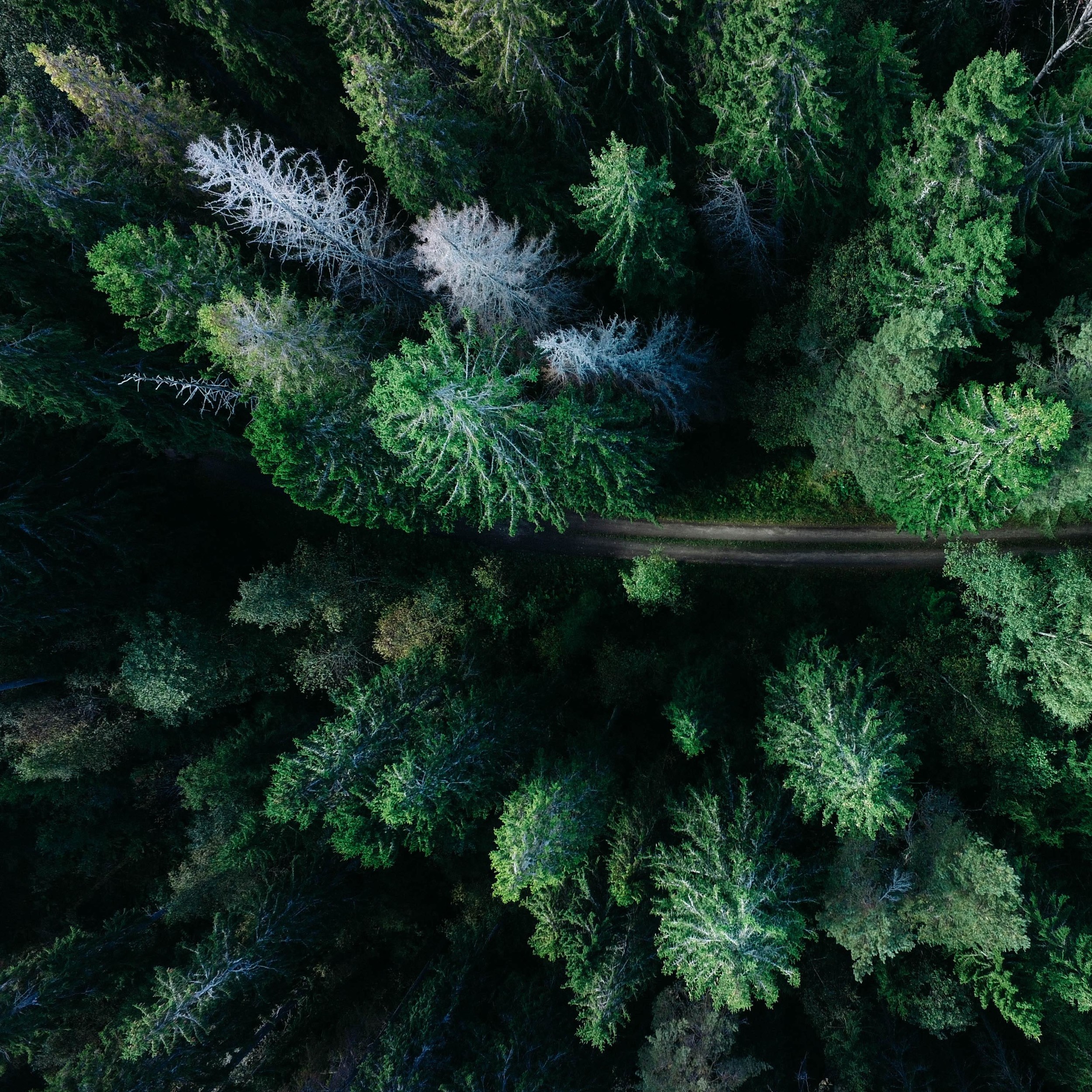 Some bloody nice trees